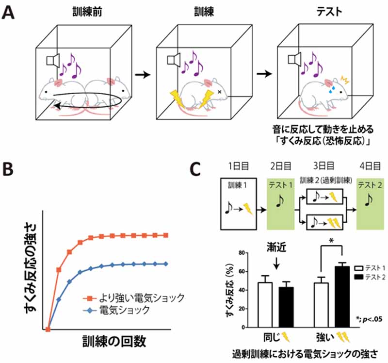 riken-clarifies-the-mechanism-of-braking-in-the-brain-to-suppress-excessive-fear20161120-1